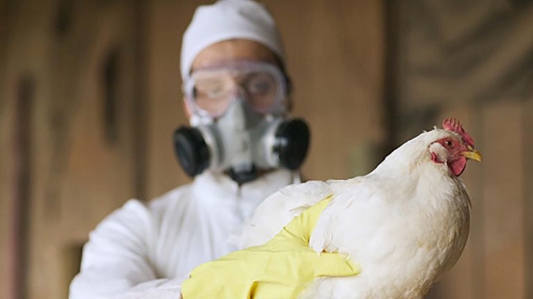 Influenza aviar y su impacto sanitario 